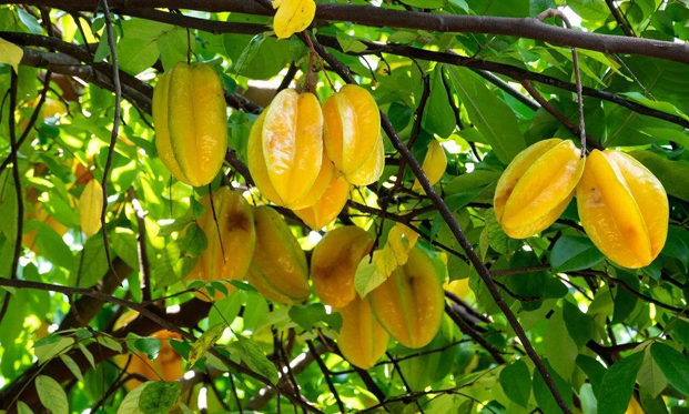 Story of kerupara fruit 